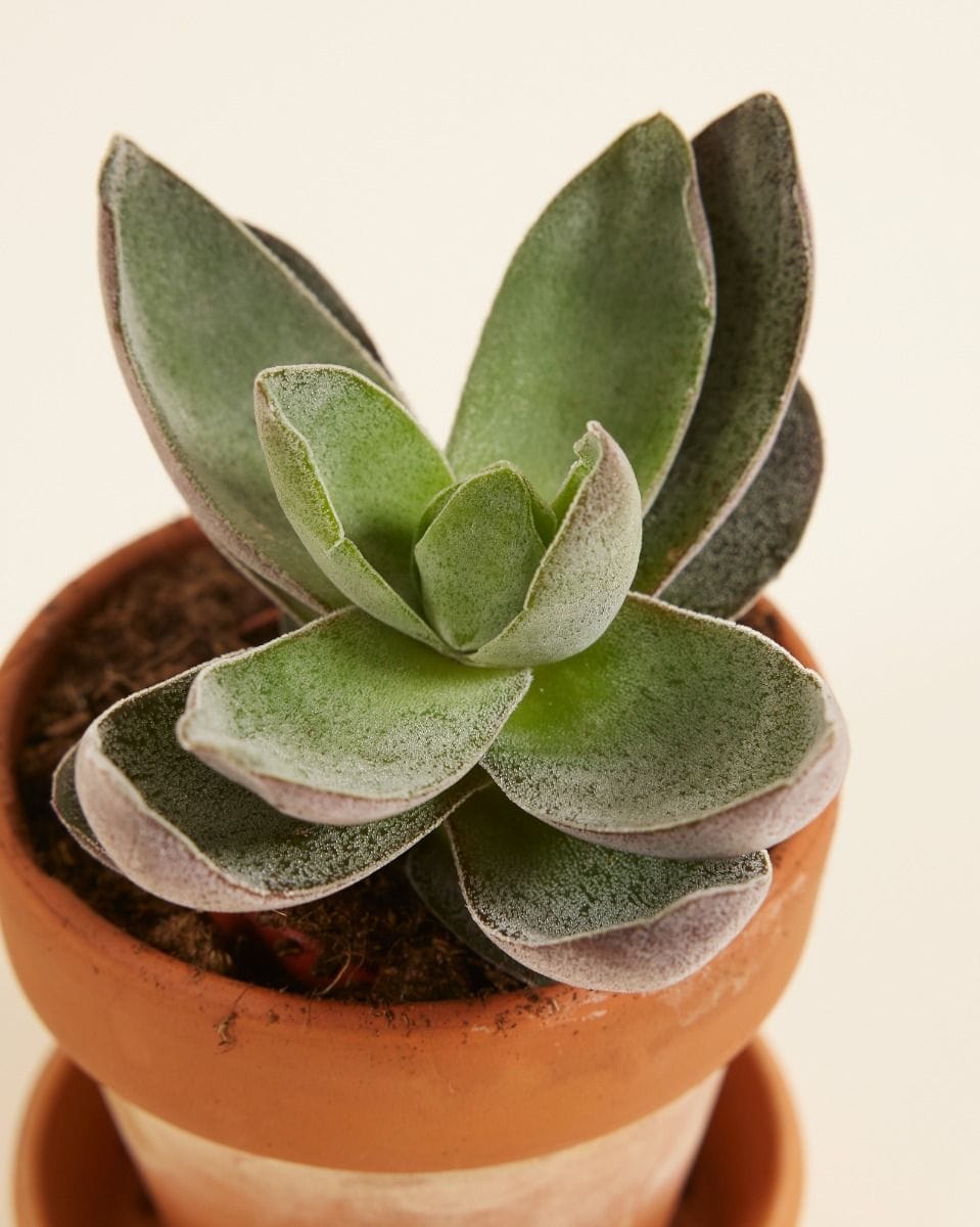 Bebé Crassula Garnet Lotus
