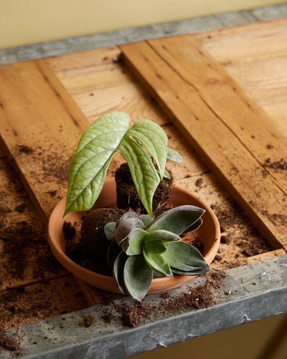 Bebé Crassula Garnet Lotus