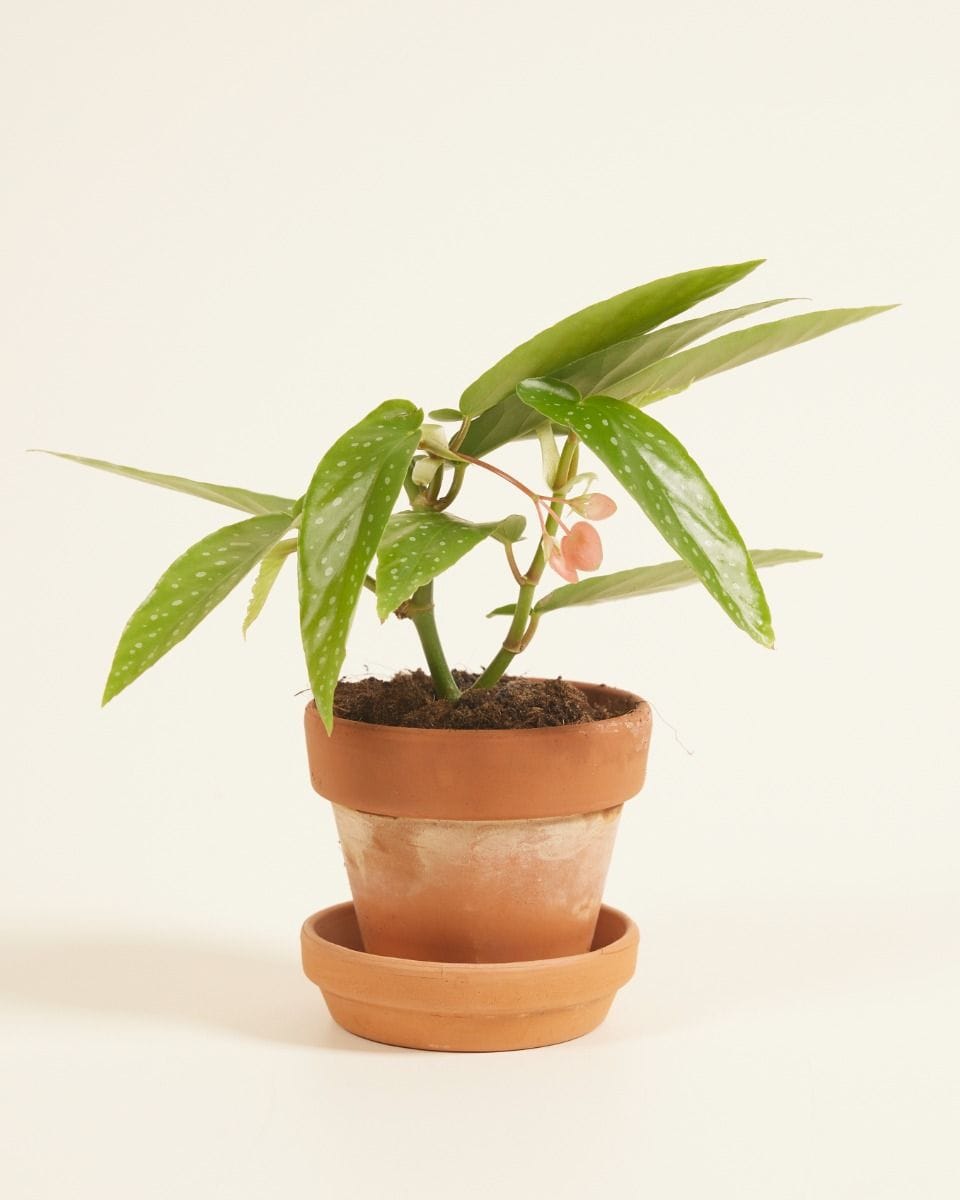 Bebé Begonia Polka Dot Albopicta