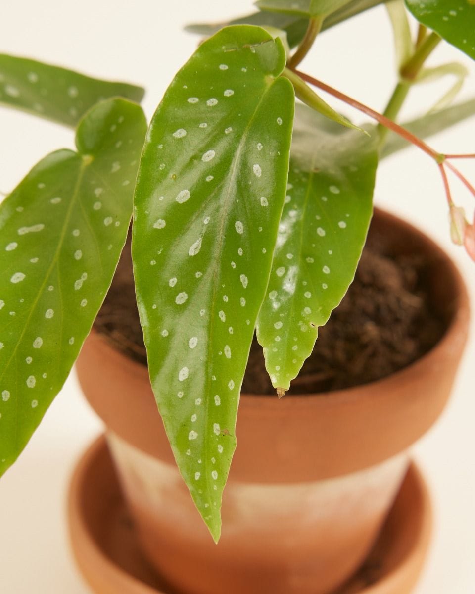 Bebé Begonia Polka Dot Albopicta