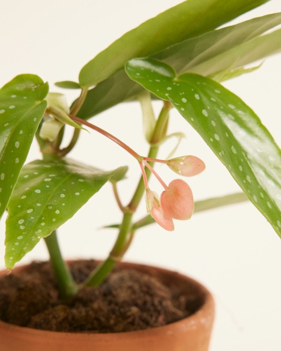 Bebé Begonia Polka Dot Albopicta