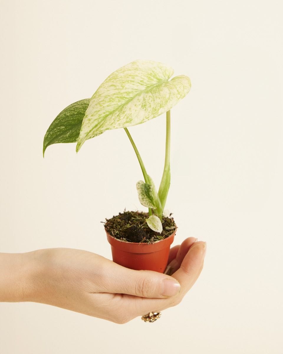 Baby Monstera Fensterblatt Deliciosa Mint