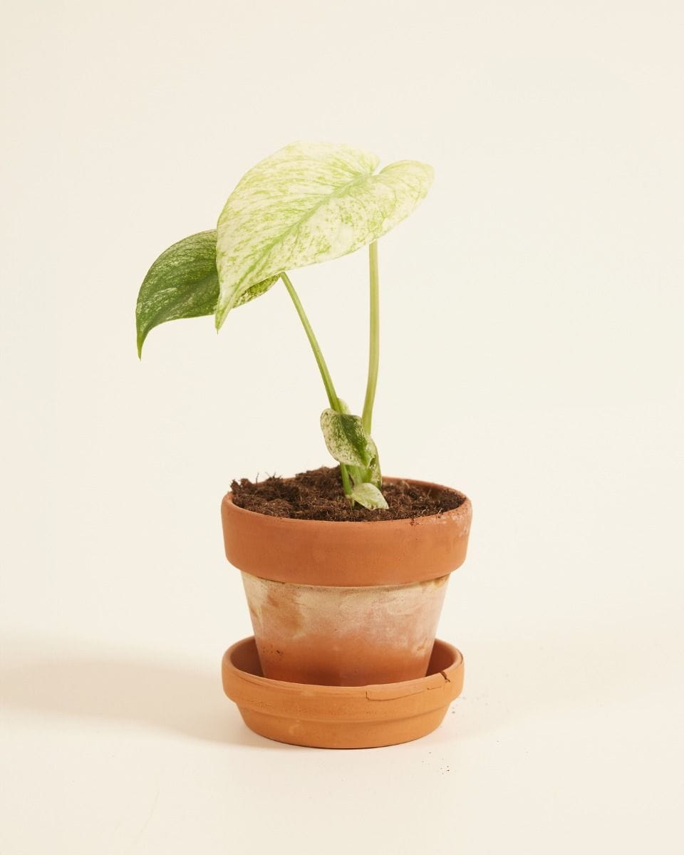 Baby Monstera Fensterblatt Deliciosa Mint