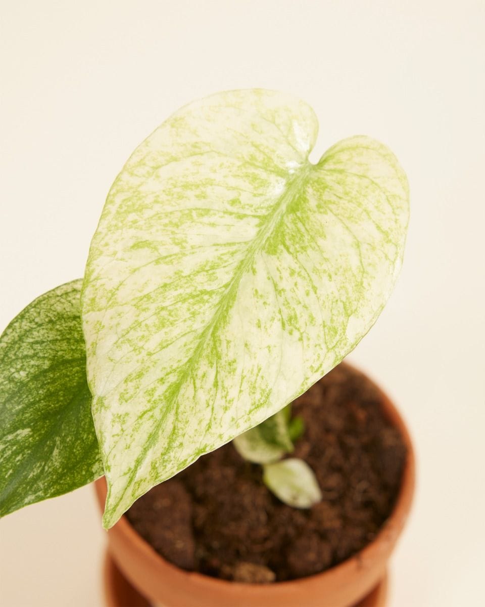 Baby Monstera Fensterblatt Deliciosa Mint