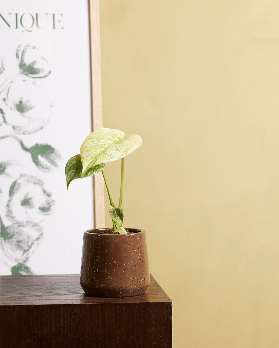 Baby Monstera Fensterblatt Deliciosa Mint