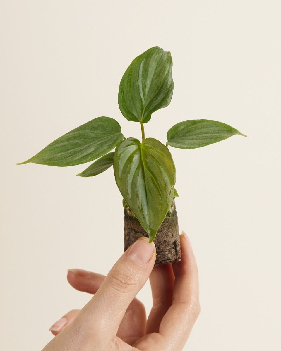 Baby Philodendron Majestic