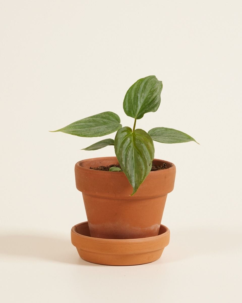 Baby Philodendron Majestic