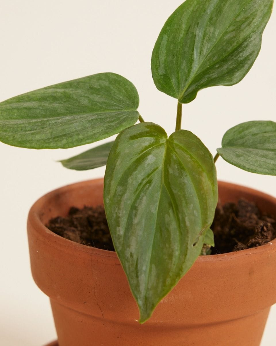 Baby Philodendron Majestic