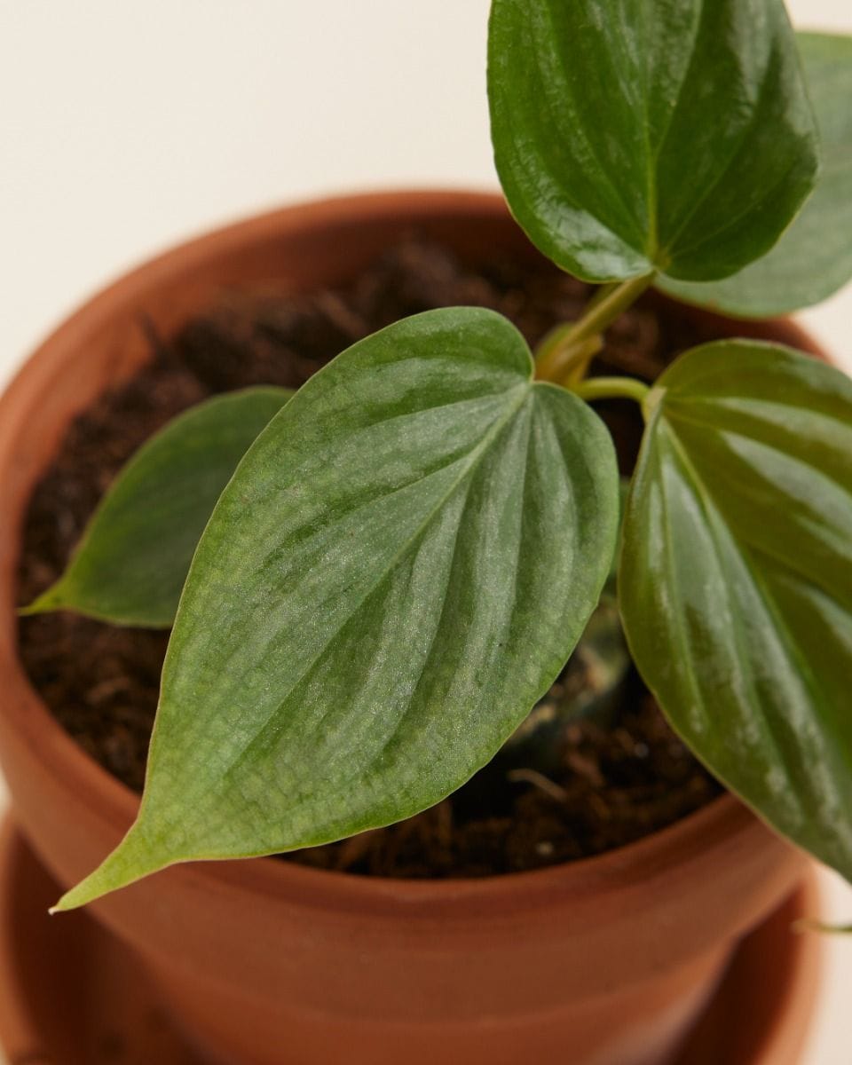 Baby Philodendron Majestic