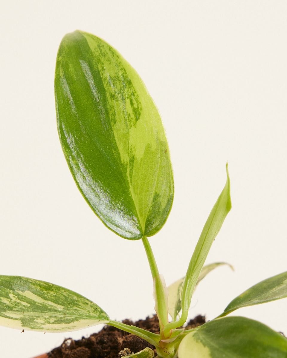 Bebé Philodendron Florida Beauty