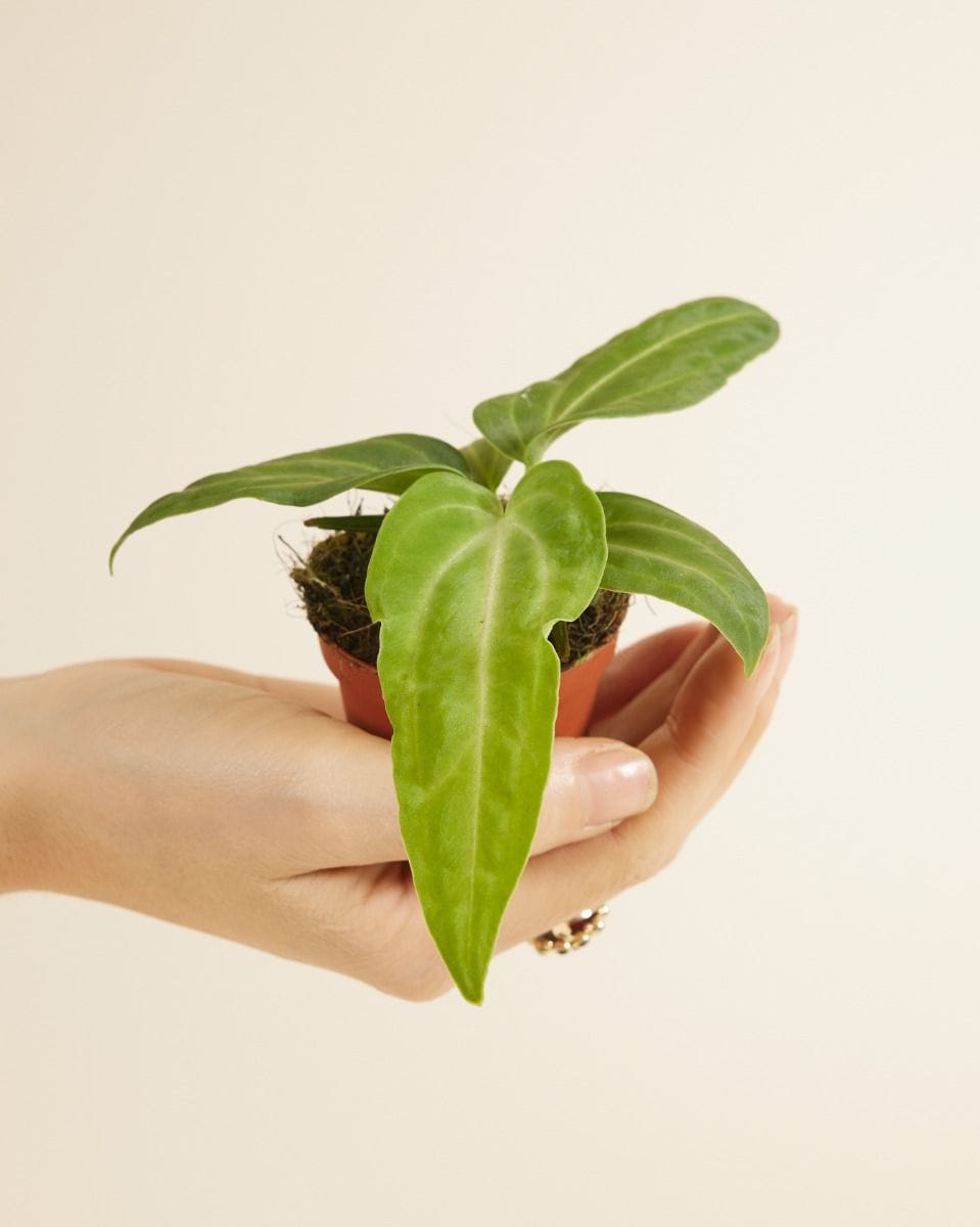 Bebé Anthurium Flamingo Plant Villenaorum