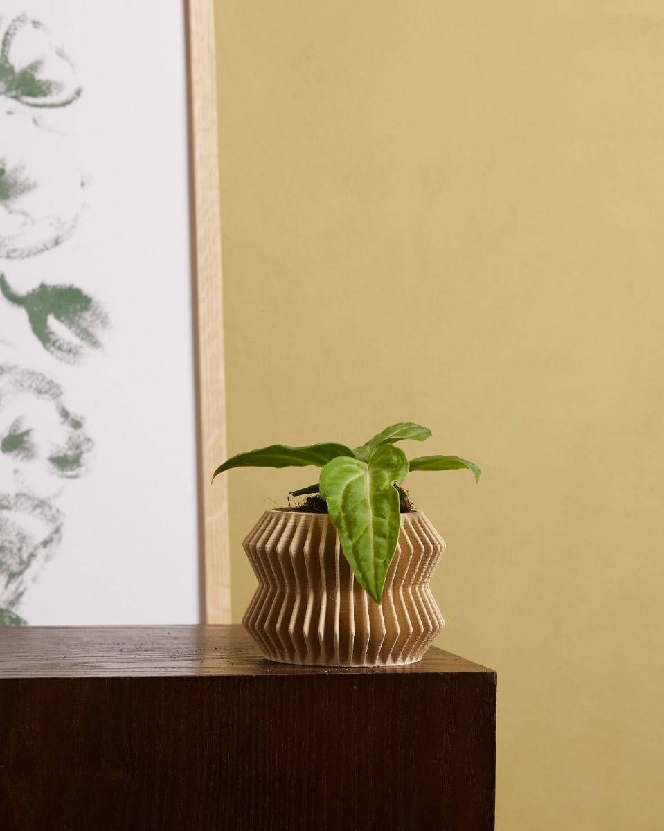 Bebé Anthurium Flamingo Plant Villenaorum