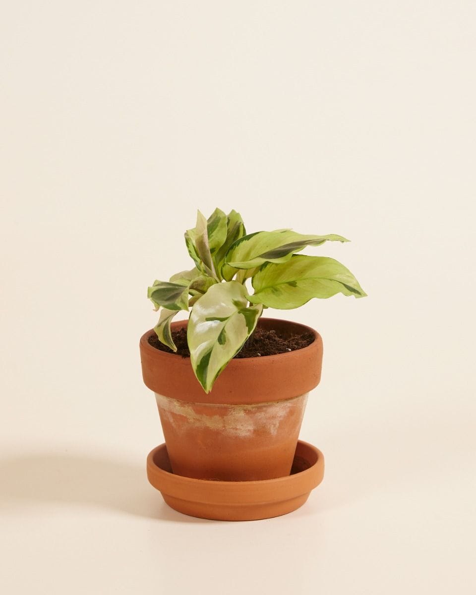 Bebé Calathea Prayer Plant Yellow Fusion