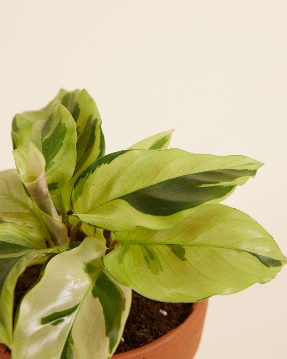Bebé Calathea Prayer Plant Yellow Fusion