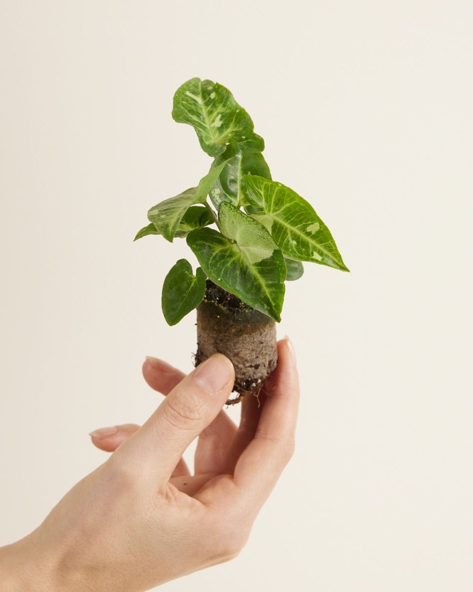 Baby Syngonium Arrowhead Panda