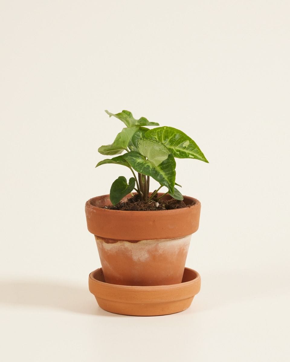 Baby Syngonium Arrowhead Panda