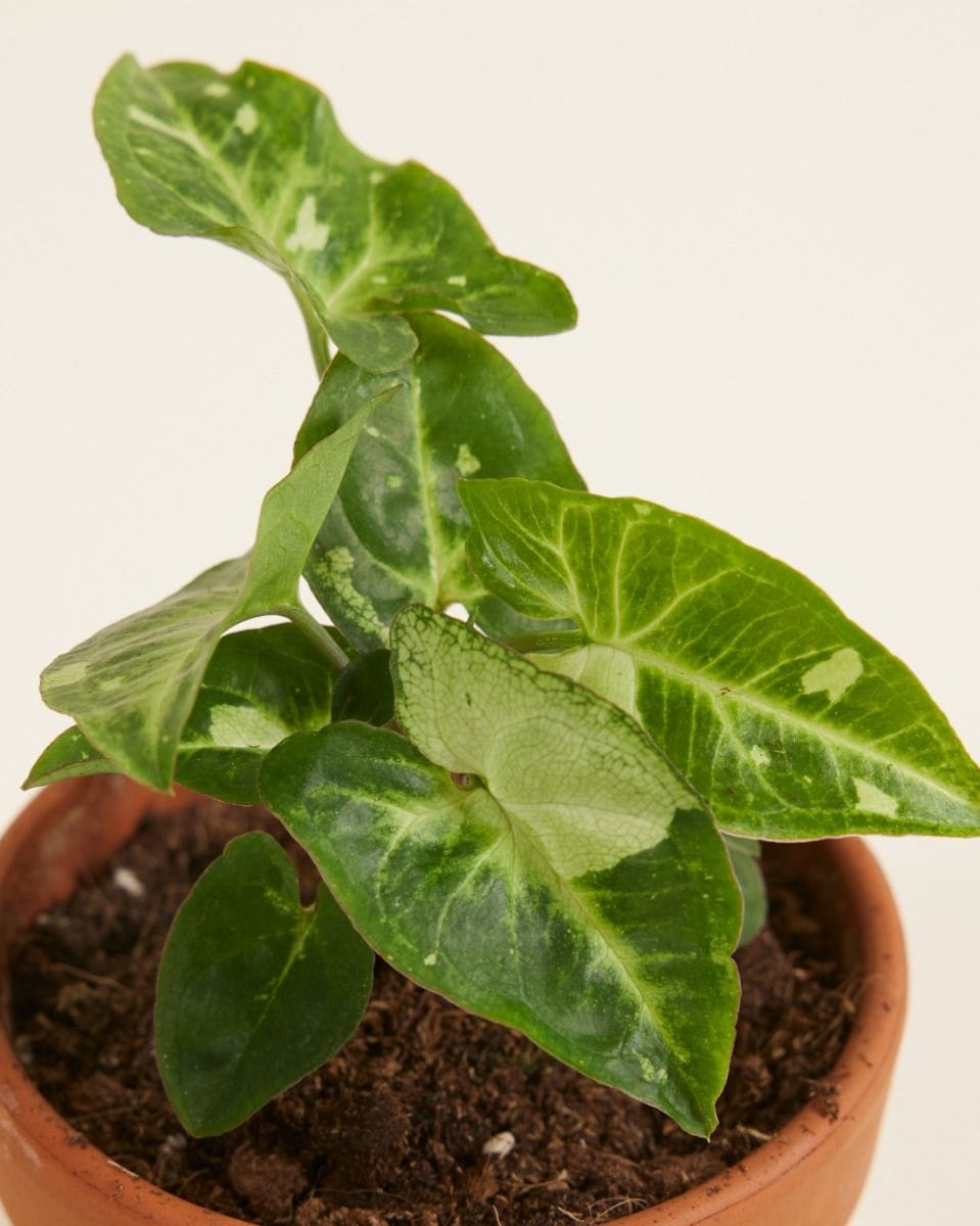 Baby Syngonium Arrowhead Panda