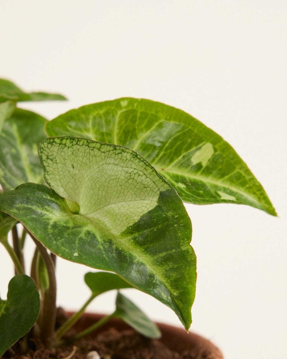 Baby Syngonium Arrowhead Panda