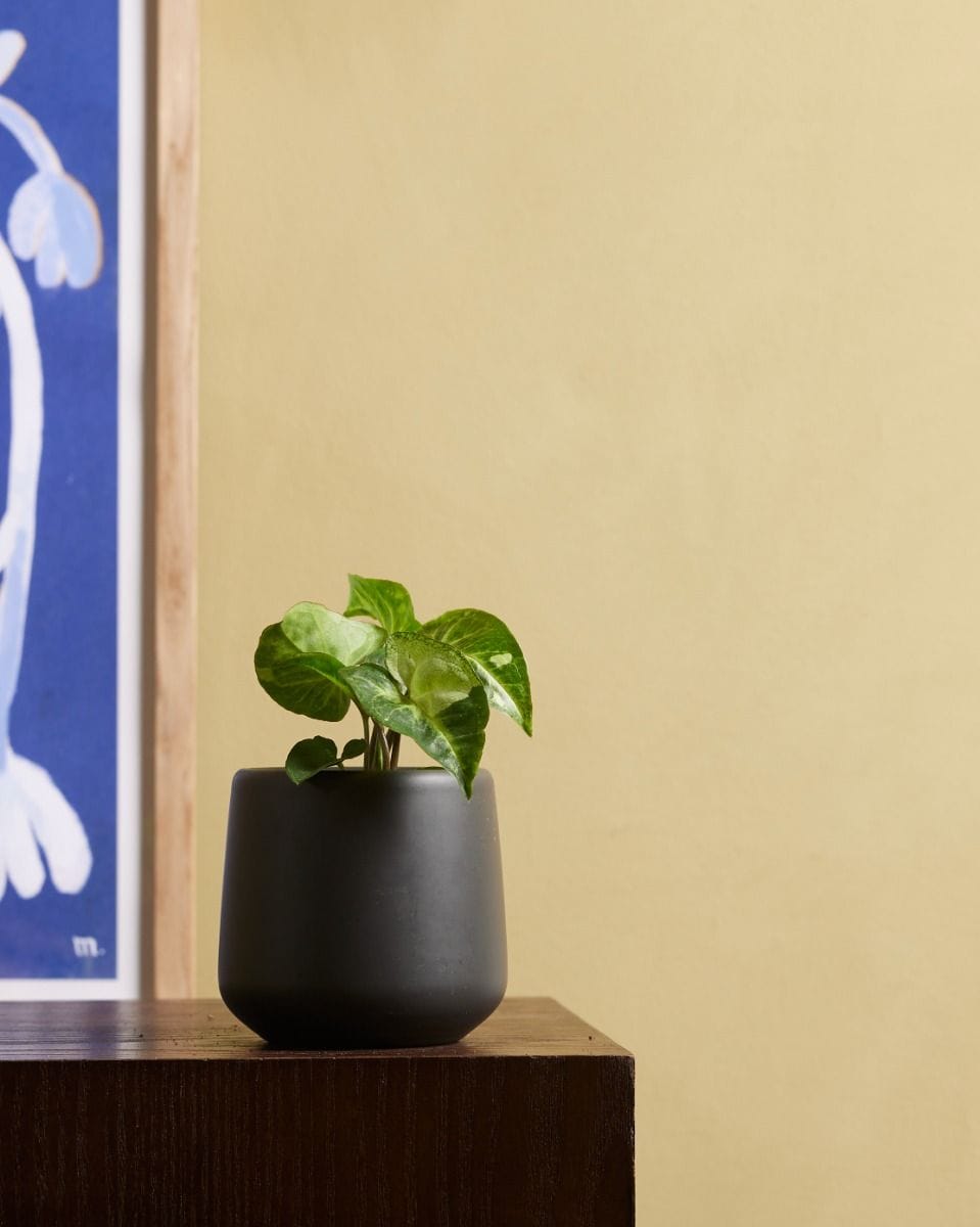 Baby Syngonium Arrowhead Panda