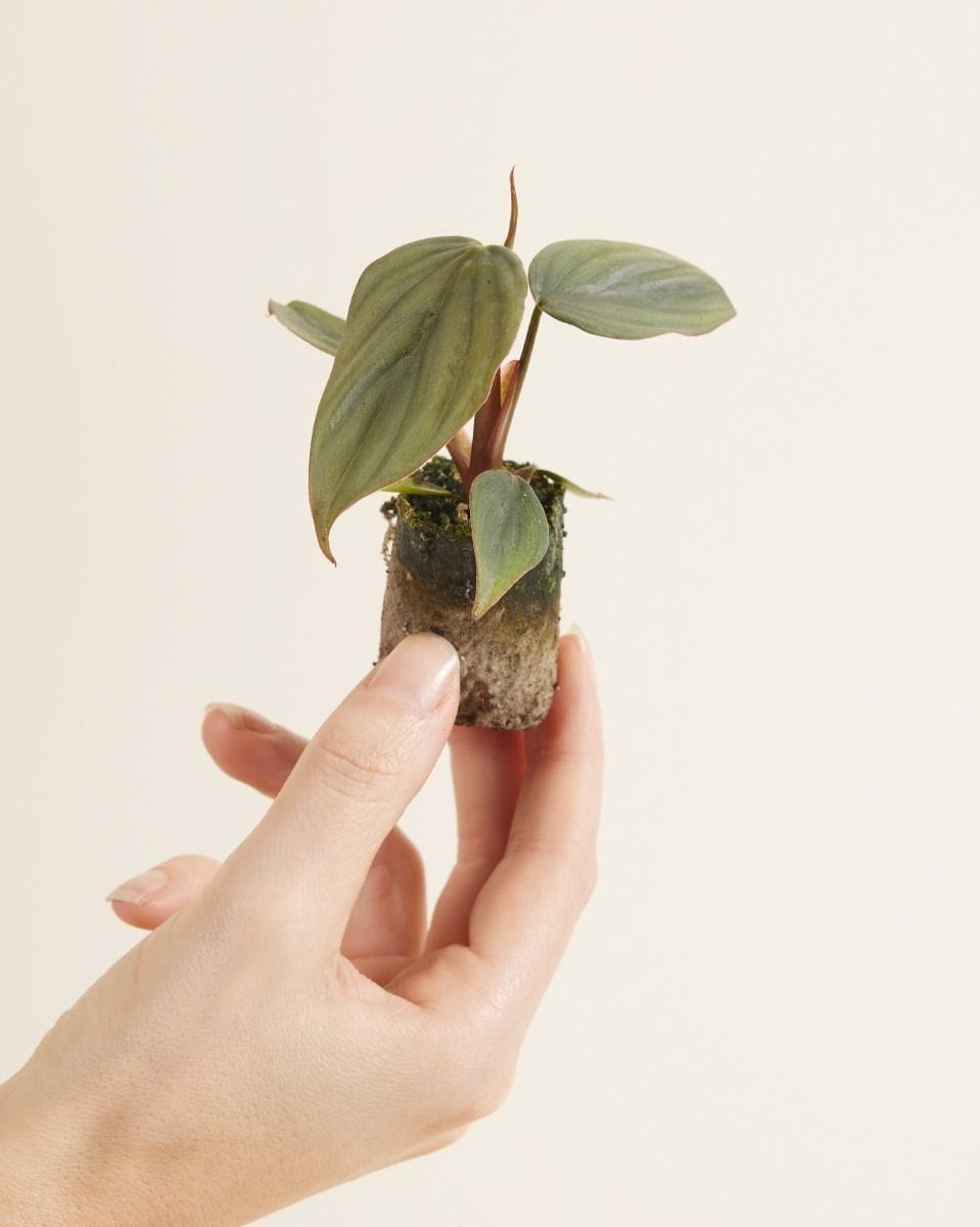 Baby Philodendron Baumfreund SP Colombia