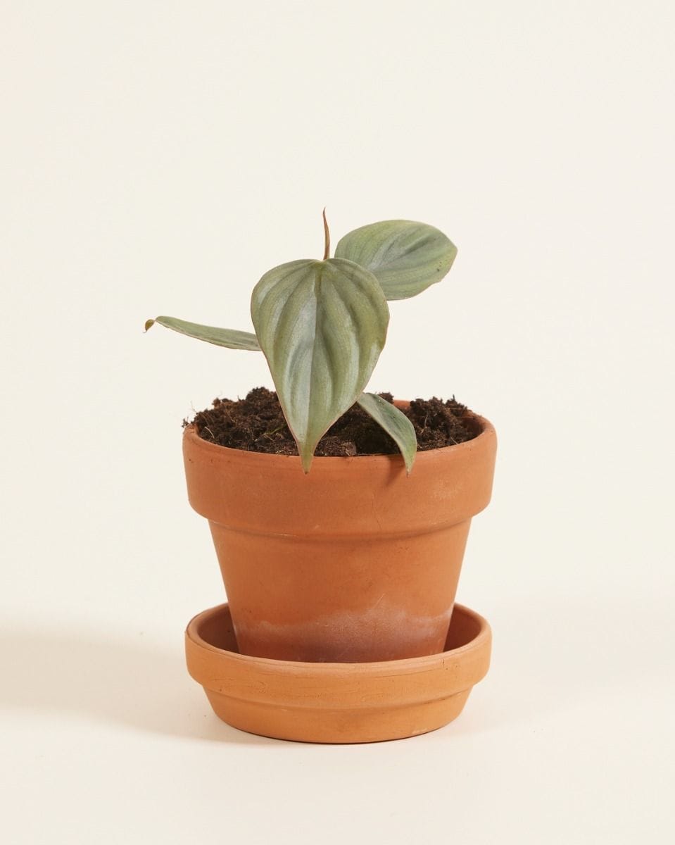 Baby Philodendron Baumfreund SP Colombia