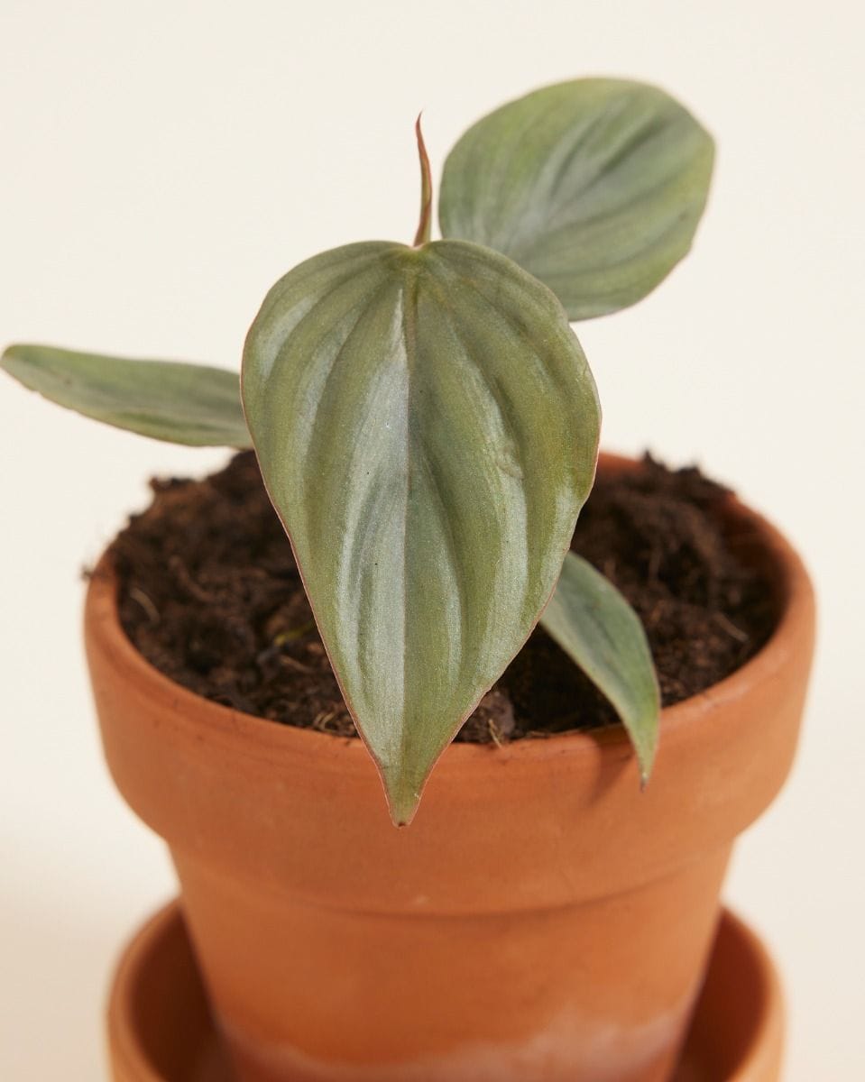 Baby Philodendron Baumfreund SP Colombia