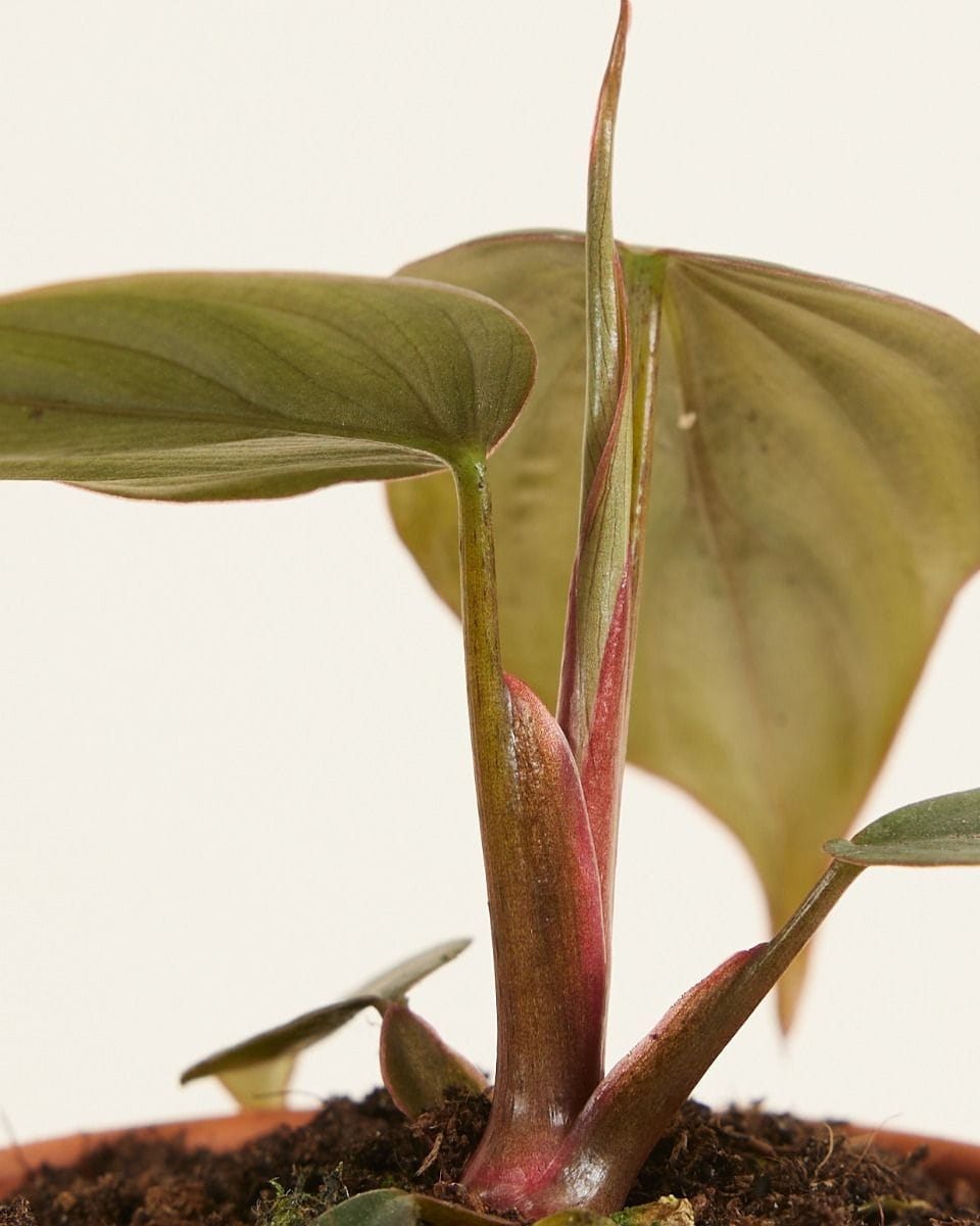 Baby Philodendron Baumfreund SP Colombia