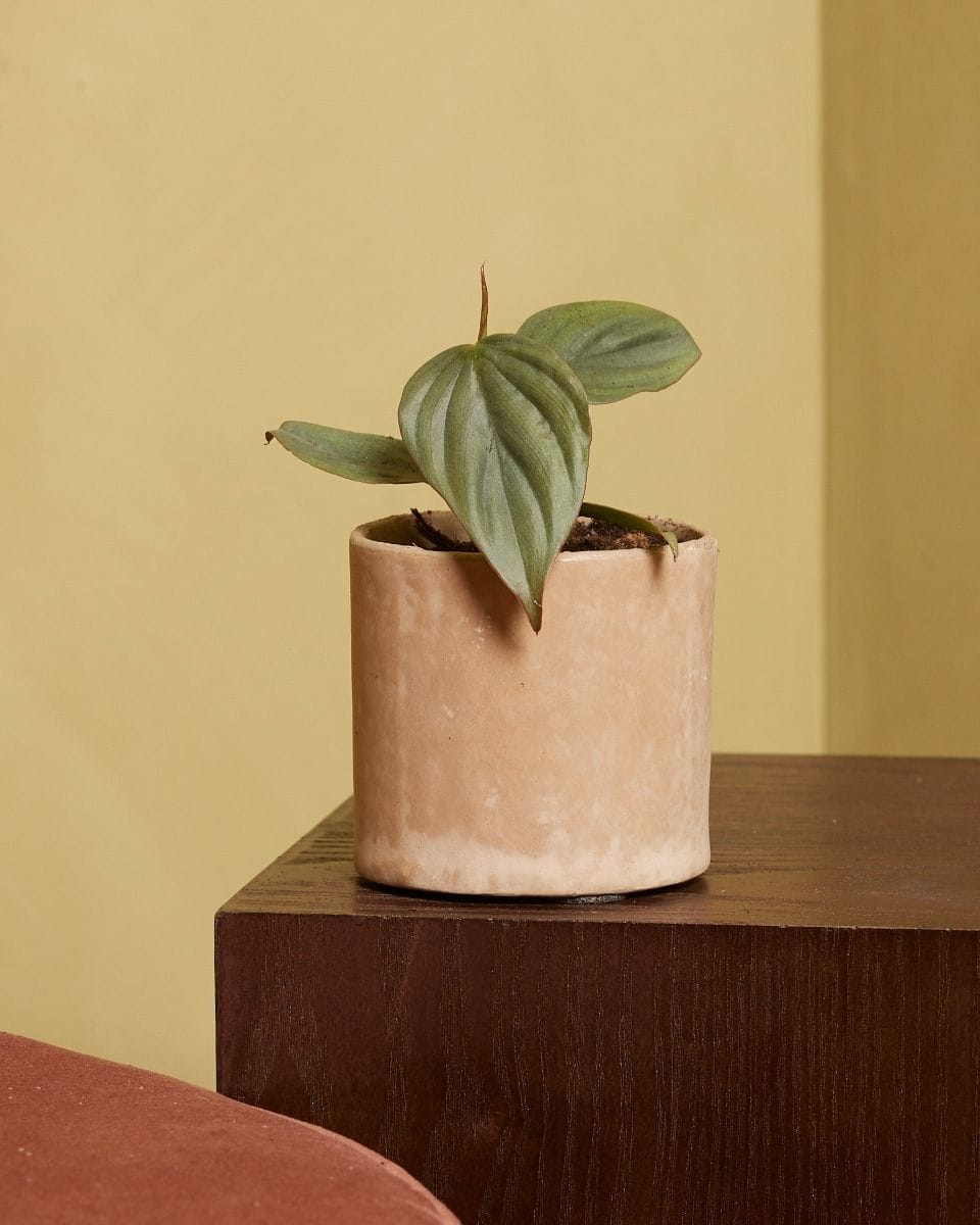 Baby Philodendron Baumfreund SP Colombia