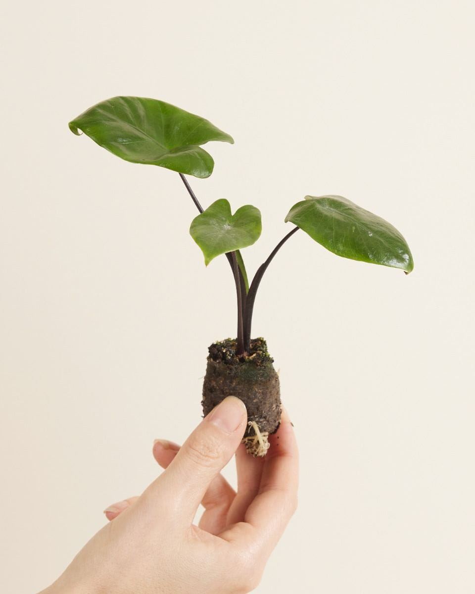 Dziecko Alocasia Elephant Ears Macrorrhiza 'Black Stem'