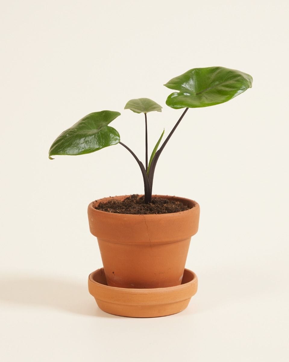 Dziecko Alocasia Elephant Ears Macrorrhiza 'Black Stem'
