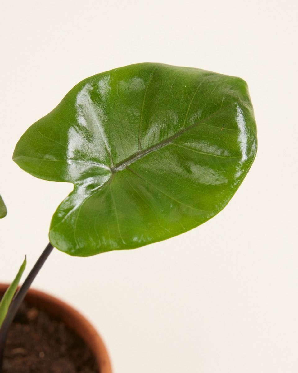 Dziecko Alocasia Elephant Ears Macrorrhiza 'Black Stem'