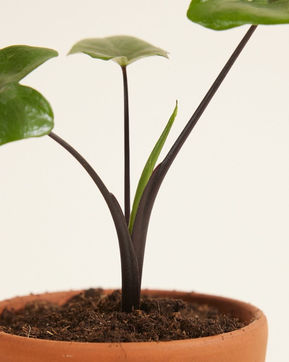 Dziecko Alocasia Elephant Ears Macrorrhiza 'Black Stem'