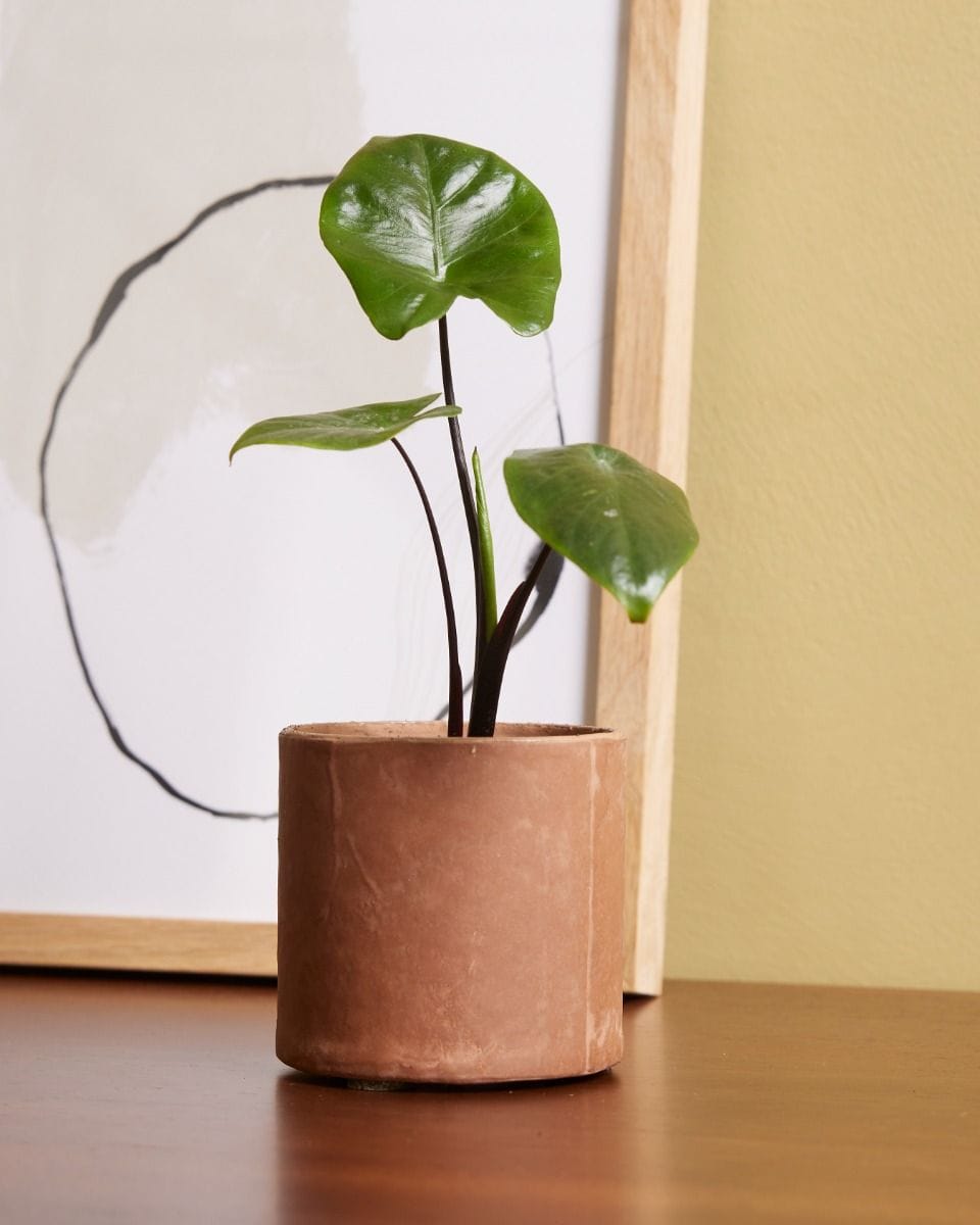 Dziecko Alocasia Elephant Ears Macrorrhiza 'Black Stem'