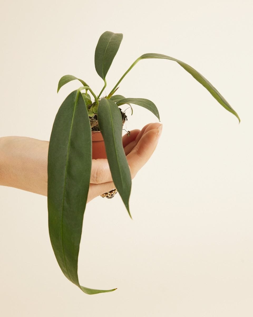 Baby Anthurium Flamingo Plant Wendlingeri