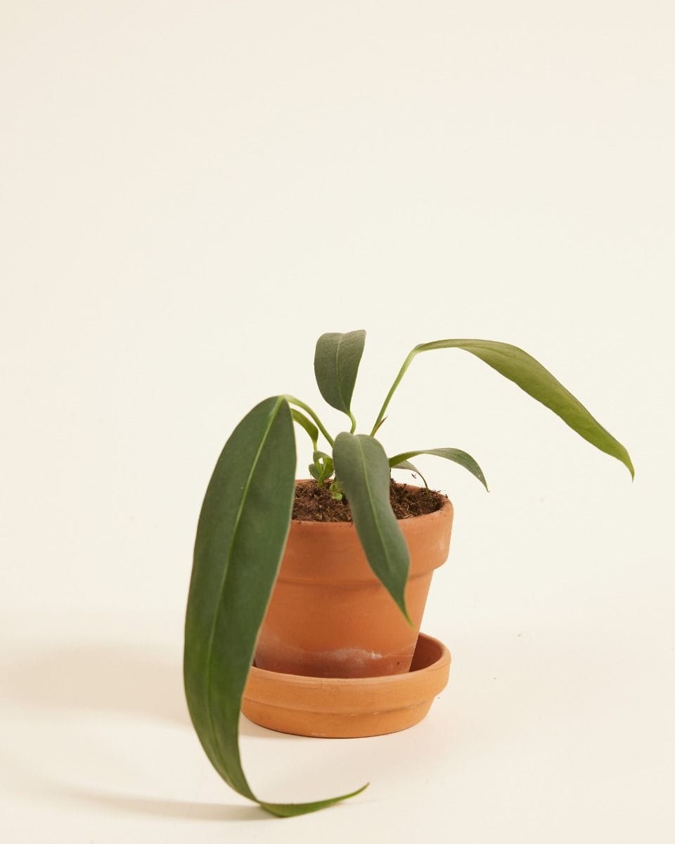 Baby Anthurium Flamingo Plant Wendlingeri