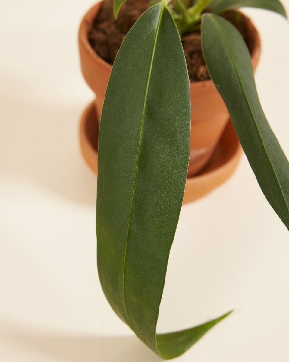 Baby Anthurium Flamingo Plant Wendlingeri