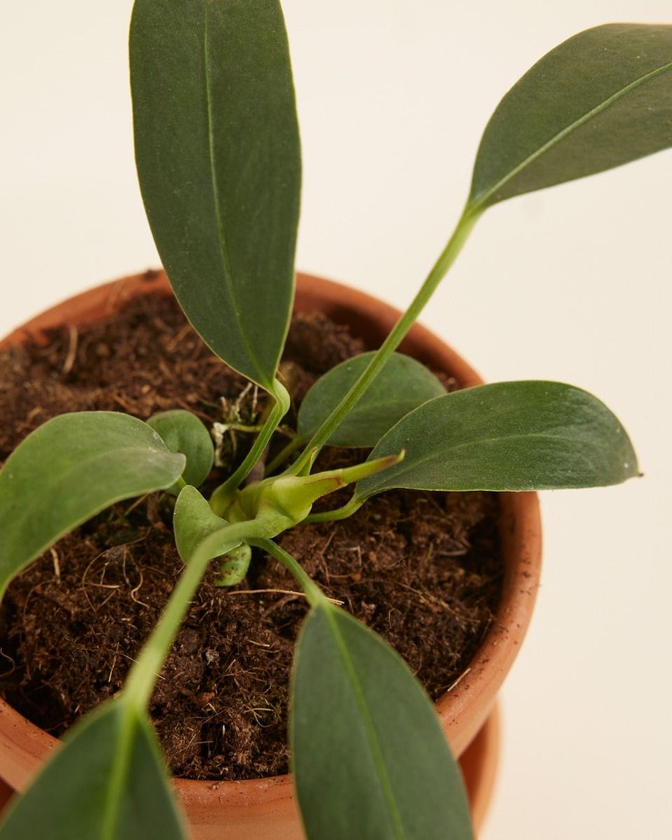 Baby Anthurium Flamingo Plant Wendlingeri