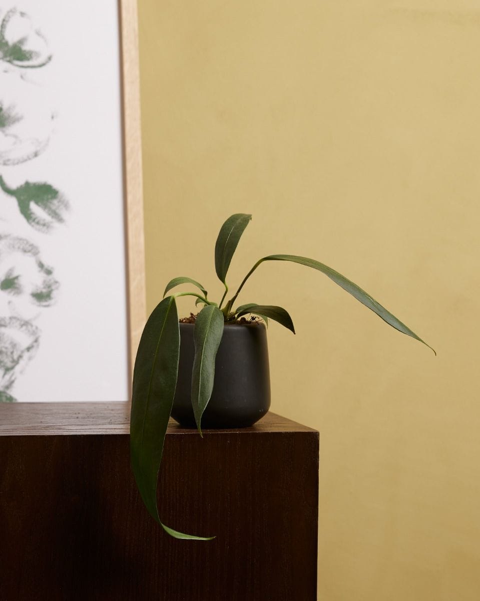 Baby Anthurium Flamingo Plant Wendlingeri