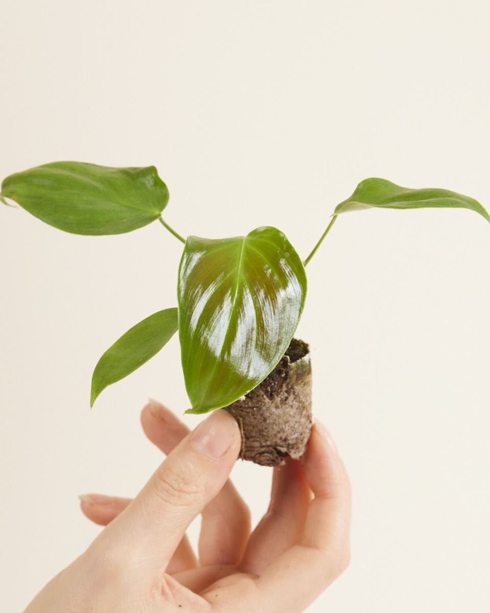 Baby Philodendron Grandipes