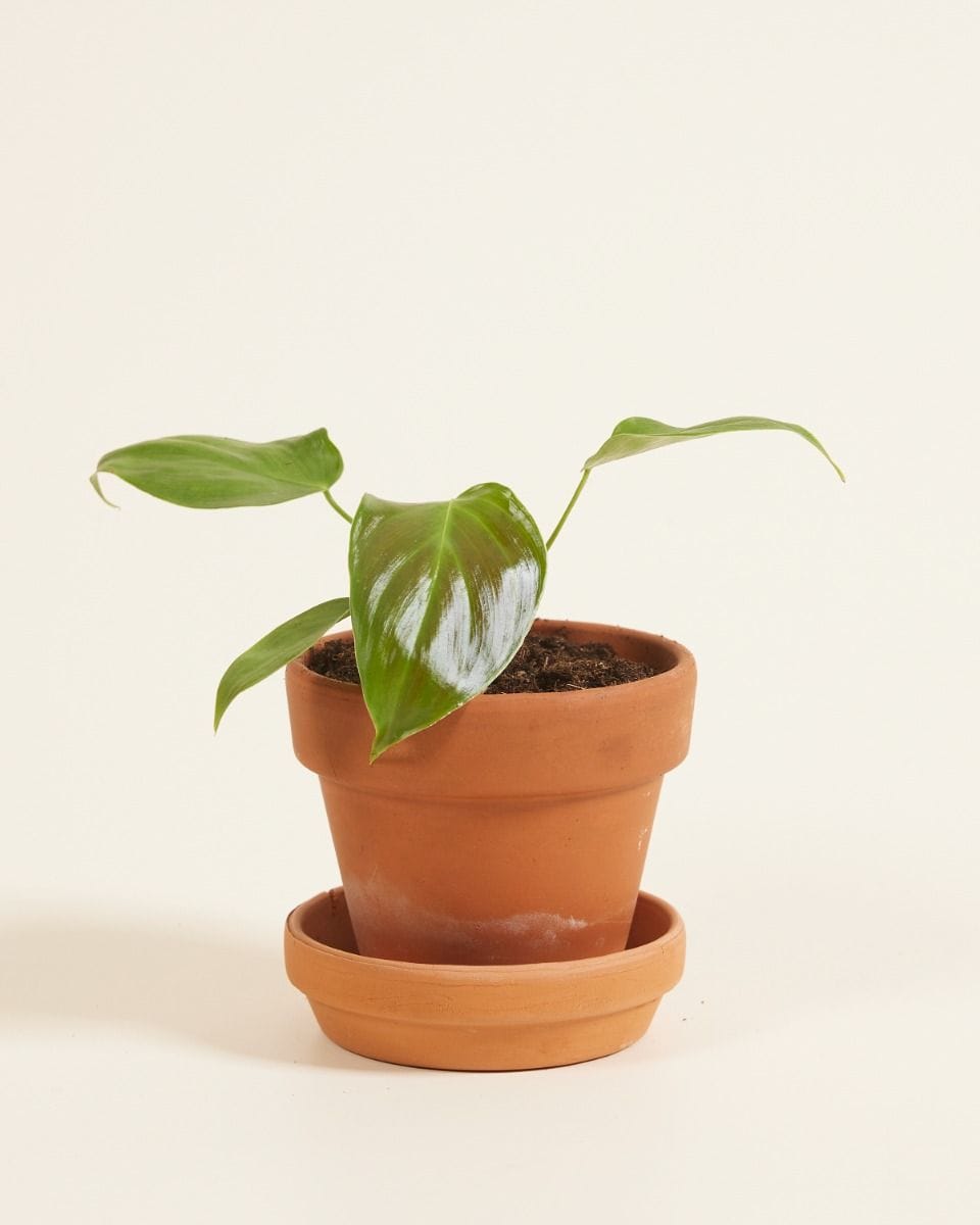 Baby Philodendron Grandipes
