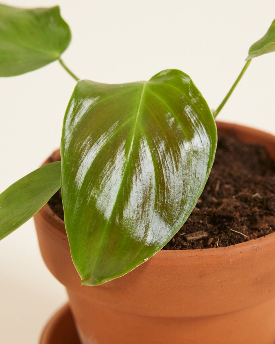 Baby Philodendron Grandipes