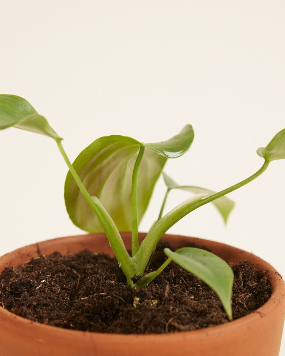 Baby Philodendron Grandipes