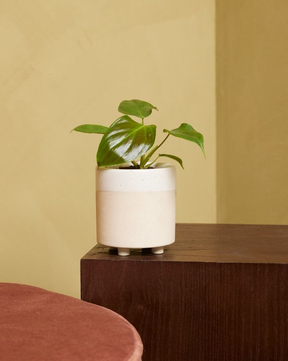 Baby Philodendron Grandipes