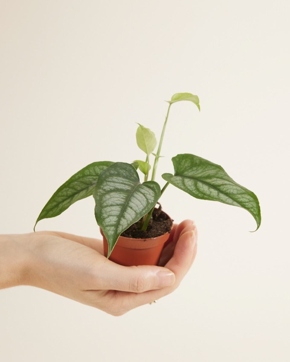 Baby Monstera Siltepecana