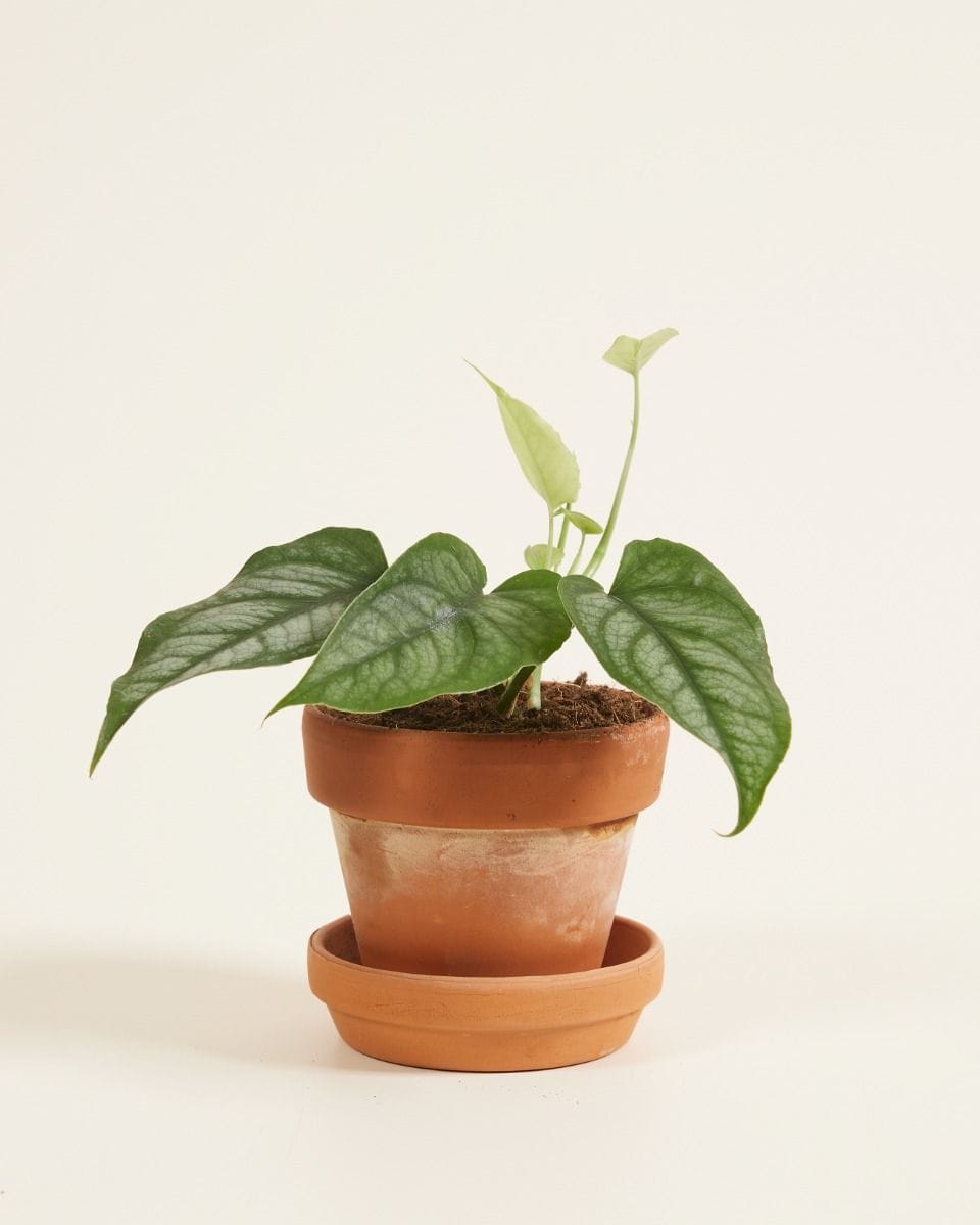 Baby Monstera Siltepecana
