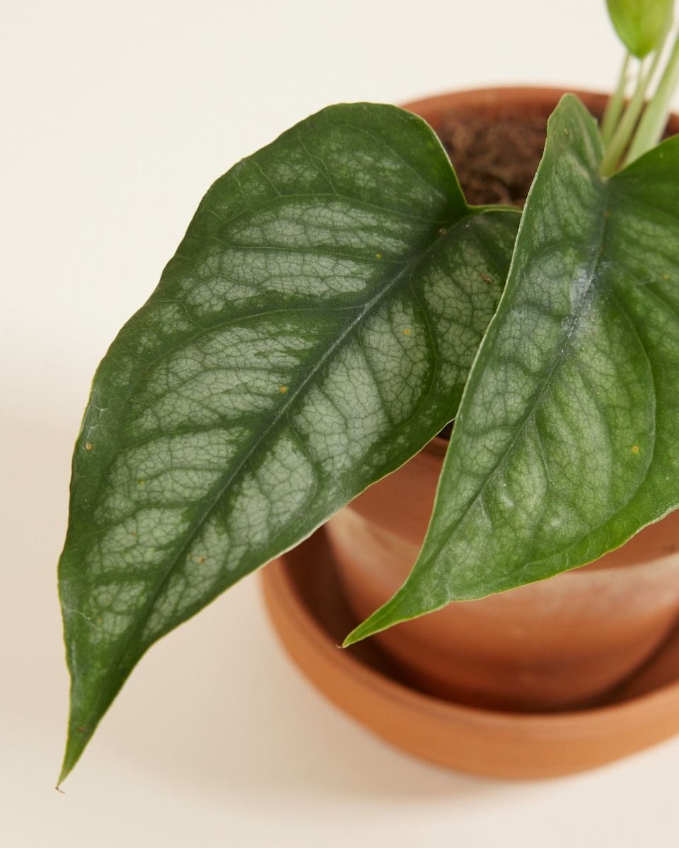 Baby Monstera Siltepecana