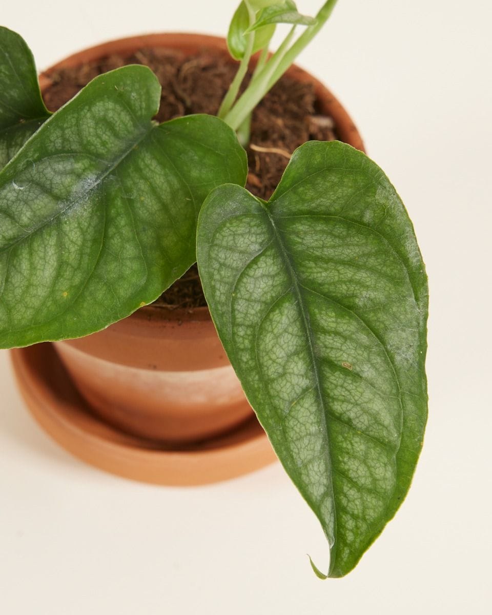 Baby Monstera Siltepecana