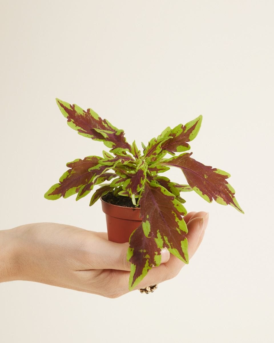 Bebé Coleus Spurflower Le Freak