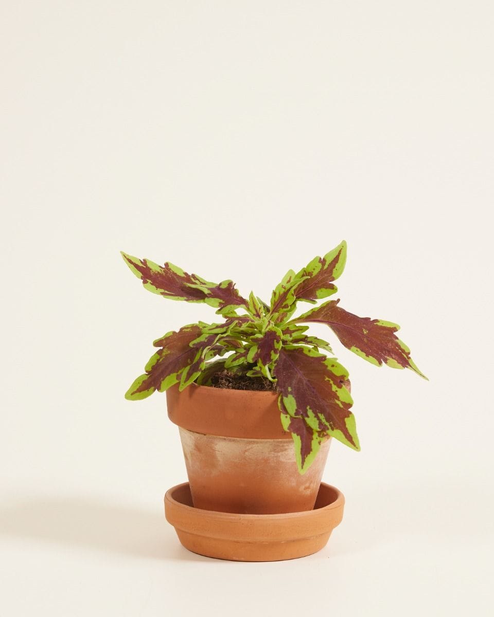 Bebé Coleus Spurflower Le Freak