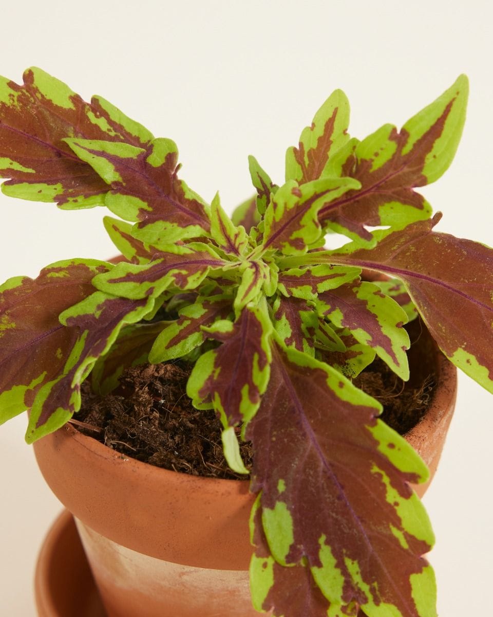 Bebé Coleus Spurflower Le Freak